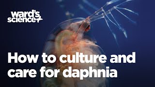 Caring and Culturing for Daphnia [upl. by Roddie862]