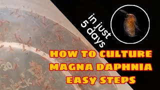 How to Culture Magna Daphnia Easily [upl. by Wandis552]