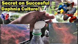 How to Culture Daphnia Successfully [upl. by Ahsial71]