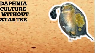 HOW TO CULTURE DAPHNIA NATURALLY WITHOUT A STARTER [upl. by Airotna780]