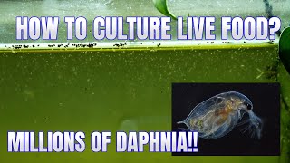 How to Culture Daphnia Secret Method to Breed MILLIONS  Simply Aquatic [upl. by Anstice]