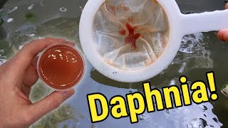 How I Culture Daphnia In Outdoor Tubs [upl. by Whorton]