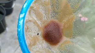 How to culture daphnia moina in a small container Part 1 English Subtitle [upl. by Nelia]