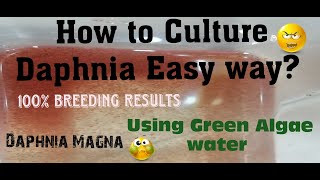 Daphnia MagnaHow to Culture Daphnia Easy wayCulturing Daphnia using Green water Daphnia [upl. by Ambert677]