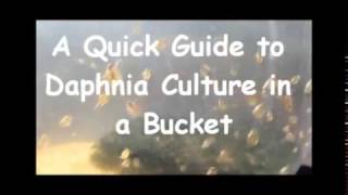 How to culture daphnia outside [upl. by Eward]