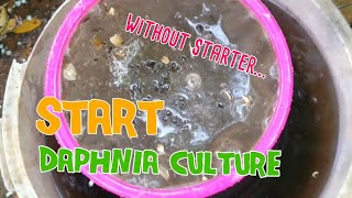 How to culture daphnia moina the easy way 1  Starting the Daphnia culture [upl. by Adrahs466]