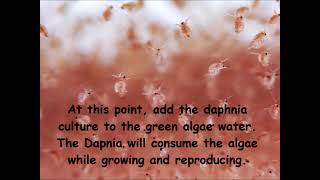 Daphnia  How to grow daphnia in your home [upl. by Hniht]