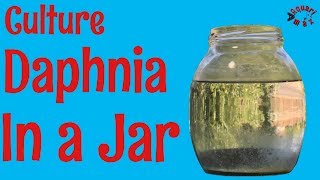 How to Culture Daphnia in a Jar [upl. by Adnicul]