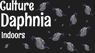 How to Culture Daphnia [upl. by Dione]