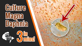 How to culture DAPHNIA MAGNA  The easy way [upl. by Ruggiero]