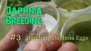 Daphnia Culture made simple and easy 3  Hatching Daphnia eggs [upl. by Nahshunn]