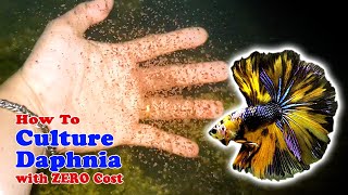 How to Culture Daphnia with ZERO Cost  Unlimited Live Food For Our Fish [upl. by Supen]