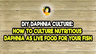 DIY Daphnia Culture How to Culture Nutritious Daphnia as Live Food for Your Fish [upl. by Nyberg]