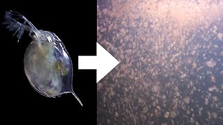 How I Culture Daphnia [upl. by Delogu]