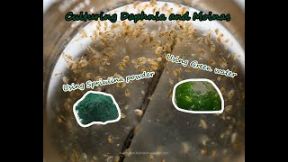 How To Culture Daphnia and Moinas using Green Water Spirulina powder [upl. by Haakon]