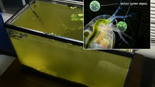 Raising Daphnia for the Freshwater Aquarium [upl. by Mill22]