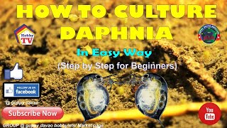 HOW TO CULTURE DAPHNIA In Easy Way [upl. by Mulac]